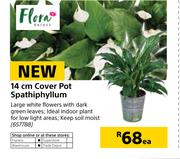 Flora 14cm Cover Pot Spathiphyllum-Each