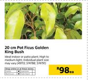 20cm Pot Ficus Golden King Bush-Each