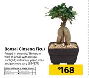 Bonsai Ginseng Ficus