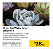 10cm Pot Water Smart Echeveria-Each