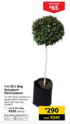 1.6m 20Ltr Bag Syzygium Paniculatum
