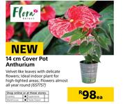 Flora 14cm Cover Pot Anthurium-Each