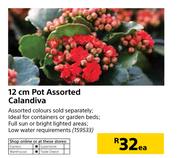 12cm Pot Assorted Calandiva-Each