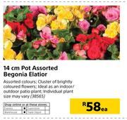 14cm Pot Assorted Begonia Elatior-Each