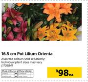 16.5cm Pot Lilium Orienta-Each