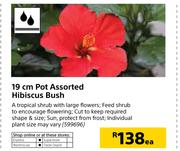19cm Pot Assorted Hibiscus Bush-Each