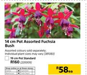14cm Pot Assorted Fuchsia Bush-Each