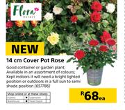 Flora 14cm Cover Pot Rose-Each