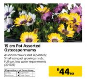 15cm Pot Assorted Osteospermums-Each