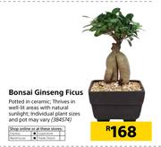 Bonasai Ginseng Ficus