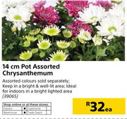 14cm Pot Chrysanthemum-Each