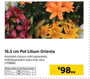 16.5cm Pot Lilium Orienta-Each