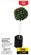 1.6m 20Ltr Bag Syzygium Paniculatum