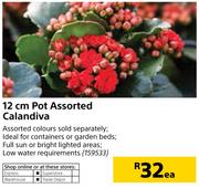 12cm Pot Calandiva-Each