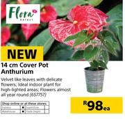 Flora 14cm Cover Pot Anthurium-Each