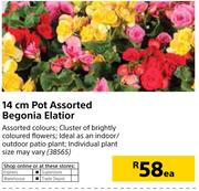 14cm Pot Assorted Begonia Elatior-Each