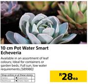 10cm Pot Water Smart Echeveria-Each