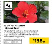 19cm Pot Hibiscus Bush-Each