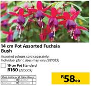 14cm Pot Fuchsia Bush-Each