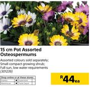 15cm Pot Osteospermums-Each