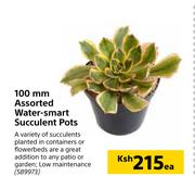 100mm Assorted Water Smart Succulent Pots-Each
