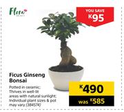 Flora Ficus Ginseng Bonsai