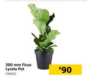300mm Ficus Lyrata Pot
