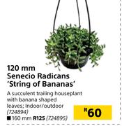 120mm Senecio Radicans 'String Of Bananas'