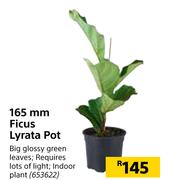 165mm Ficus Lyrata Pot