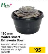 Flora 160mm Water Smart Echeveria Bowl