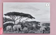 African Elephant Tribe Canvas 600mm x 900mm