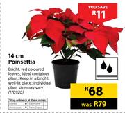 14cm Pointsettia