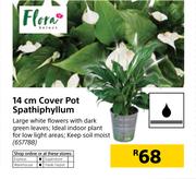 Flora 14cm Cover Pot Spathiphyllum