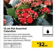 12cm Pot Assorted Calandiva-Each