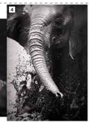 Elephant In The Mud Camvas-450mm x 650mm