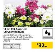 14cm Pot Assorted Chrysanthemum-Each