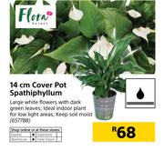 Flora 14cm Cover Pot Spathiphllum