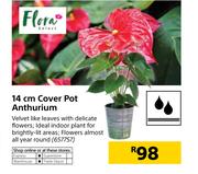 Flora 14cm Cover Pot Anthurium