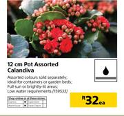 12cm Pot Assorted Calandiva-Each
