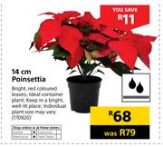 14cm Poinsettia