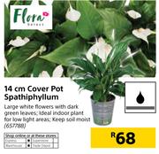 Flora 14cm Cover Pot Spathiphyllum-Each