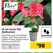 Flora 14cm Cover Pot Anthurium-Each
