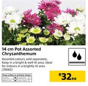 14cm Pot Assorted Chrysanthemum-Each