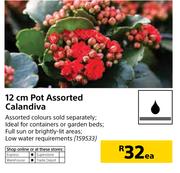 12cm Pot Assorted Calandiva-Each