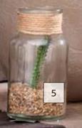 Succulent In Glass Vase 125mm (H) x 70mm (Dia)