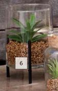 Succulent In Glass Pot 150mm (H) x 105mm (Dia)