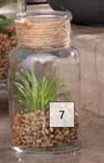 Succulent In Glass Vase 125mm (H) x 70mm (Dia)