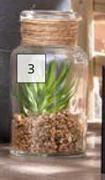 Succulent In Glass Vase 200mm (H) x 100mm (Dia)