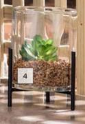Succulent In Glass Pot 150mm (H) x 105mm (Dia)