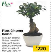Flora Ficus Finseng Bonsai